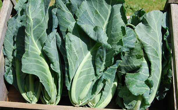 Spring Green Pack Spring Greens P/Pack Box (12's) - Torbay Fruit Sales